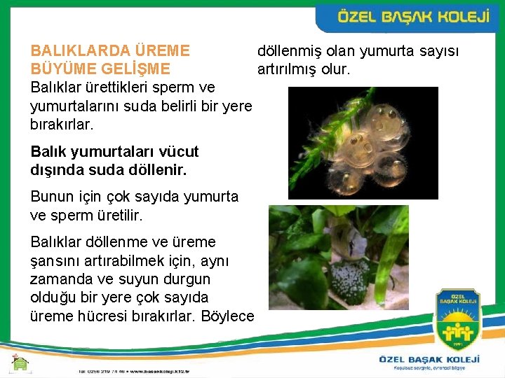 döllenmiş olan yumurta sayısı BALIKLARDA ÜREME artırılmış olur. BÜYÜME GELİŞME Balıklar ürettikleri sperm ve