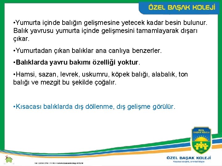  • Yumurta içinde balığın gelişmesine yetecek kadar besin bulunur. Balık yavrusu yumurta içinde