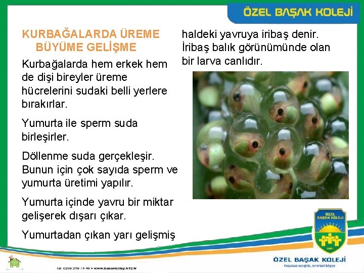 KURBAĞALARDA ÜREME BÜYÜME GELİŞME Kurbağalarda hem erkek hem de dişi bireyler üreme hücrelerini sudaki