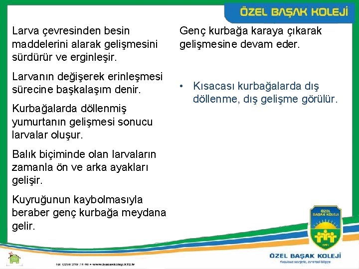 Larva çevresinden besin maddelerini alarak gelişmesini sürdürür ve erginleşir. Larvanın değişerek erinleşmesi sürecine başkalaşım