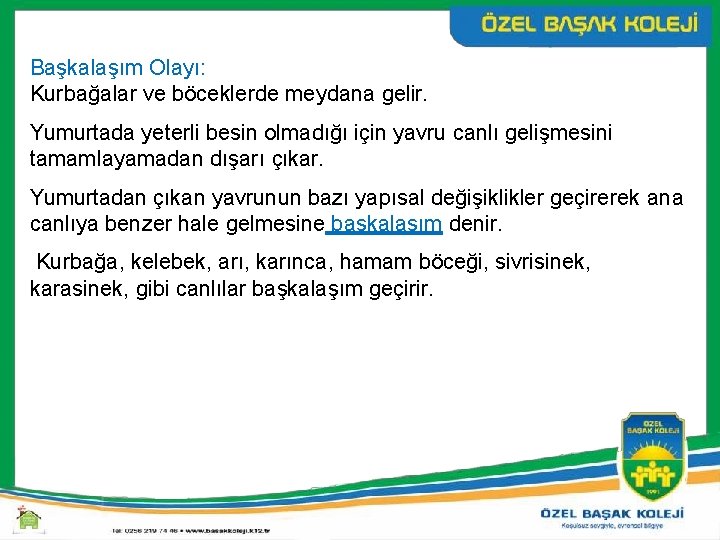 Başkalaşım Olayı: Kurbağalar ve böceklerde meydana gelir. Yumurtada yeterli besin olmadığı için yavru canlı