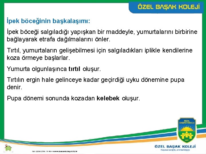 İpek böceğinin başkalaşımı: İpek böceği salgıladığı yapışkan bir maddeyle, yumurtalarını birbirine bağlayarak etrafa dağılmalarını