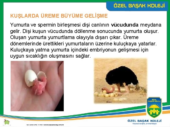 KUŞLARDA ÜREME BÜYÜME GELİŞME Yumurta ve spermin birleşmesi dişi canlının vücudunda meydana gelir. Dişi