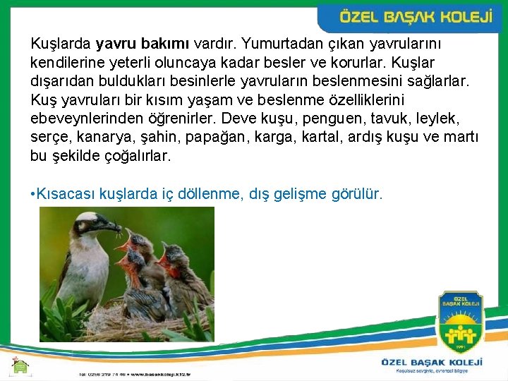 Kuşlarda yavru bakımı vardır. Yumurtadan çıkan yavrularını kendilerine yeterli oluncaya kadar besler ve korurlar.