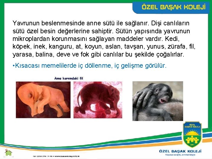 Yavrunun beslenmesinde anne sütü ile sağlanır. Dişi canlıların sütü özel besin değerlerine sahiptir. Sütün