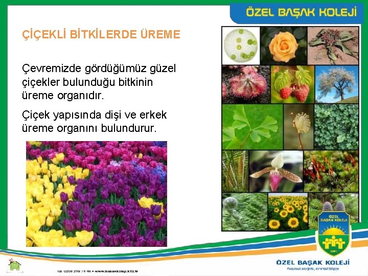 ÇİÇEKLİ BİTKİLERDE ÜREME Çevremizde gördüğümüz güzel çiçekler bulunduğu bitkinin üreme organıdır. Çiçek yapısında dişi