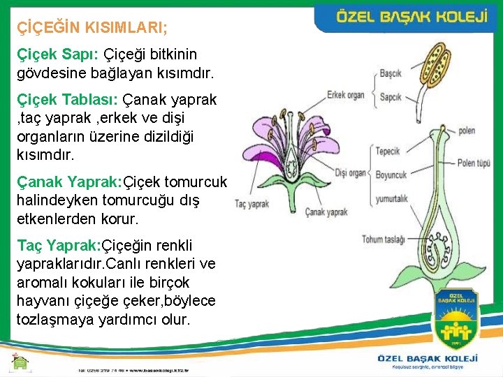 ÇİÇEĞİN KISIMLARI; Çiçek Sapı: Çiçeği bitkinin gövdesine bağlayan kısımdır. Çiçek Tablası: Çanak yaprak ,