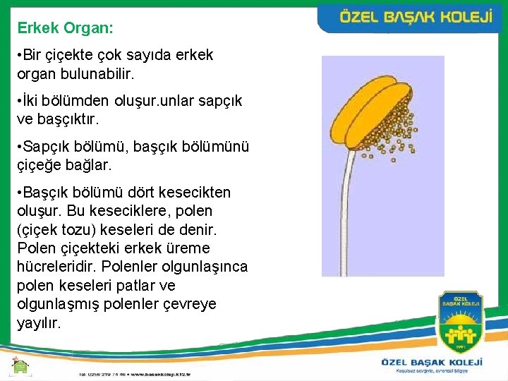 Erkek Organ: • Bir çiçekte çok sayıda erkek organ bulunabilir. • İki bölümden oluşur.