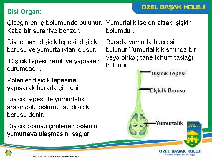 Dişi Organ: Çiçeğin en iç bölümünde bulunur. Yumurtalık ise en alttaki şişkin Kaba bir