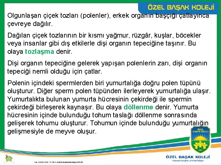 Olgunlaşan çiçek tozları (polenler), erkek organın başçığı çatlayınca çevreye dağılır. Dağılan çiçek tozlarının bir