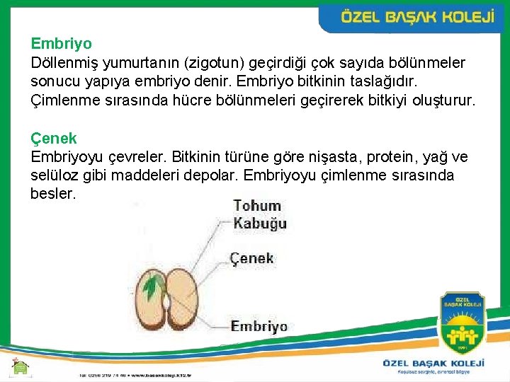 Embriyo Döllenmiş yumurtanın (zigotun) geçirdiği çok sayıda bölünmeler sonucu yapıya embriyo denir. Embriyo bitkinin