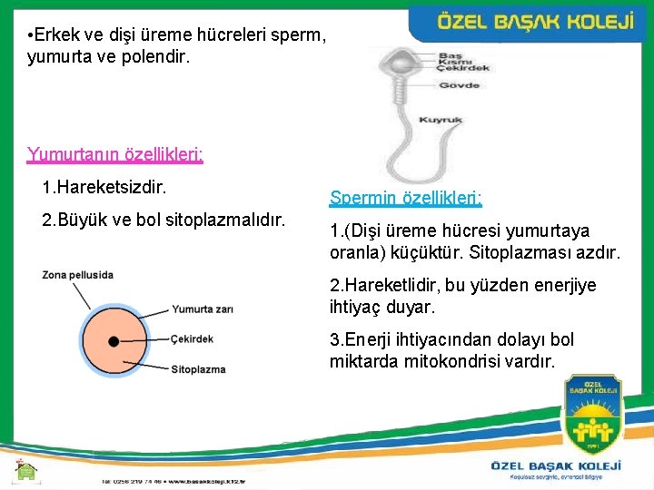  • Erkek ve dişi üreme hücreleri sperm, yumurta ve polendir. Yumurtanın özellikleri: 1.