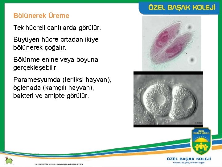 Bölünerek Üreme Tek hücreli canlılarda görülür. Büyüyen hücre ortadan ikiye bölünerek çoğalır. Bölünme enine