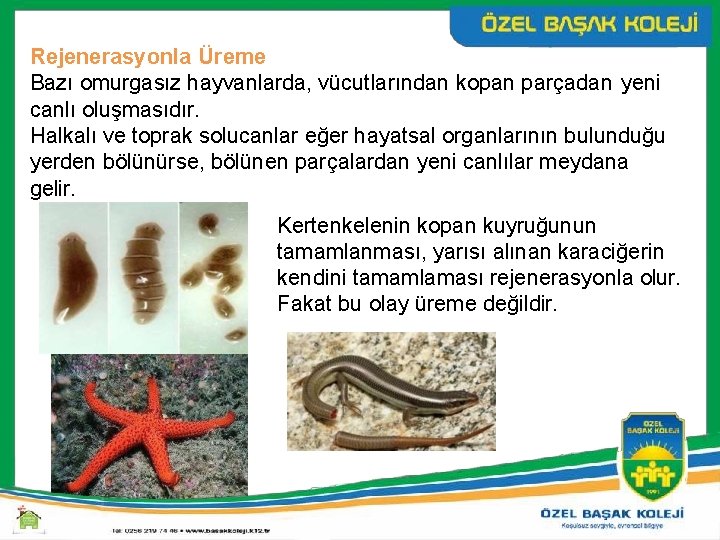 Rejenerasyonla Üreme Bazı omurgasız hayvanlarda, vücutlarından kopan parçadan yeni canlı oluşmasıdır. Halkalı ve toprak