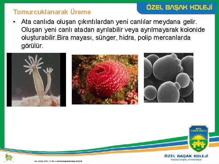 Tomurcuklanarak Üreme • Ata canlıda oluşan çıkıntılardan yeni canlılar meydana gelir. Oluşan yeni canlı