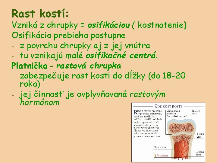 Rast kostí: Vzniká z chrupky = osifikáciou ( kostnatenie) Osifikácia prebieha postupne - z