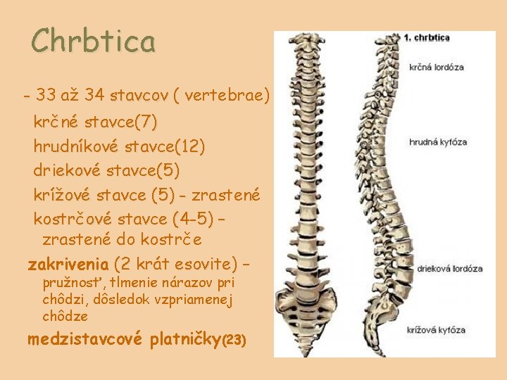 Chrbtica - 33 až 34 stavcov ( vertebrae) krčné stavce(7) hrudníkové stavce(12) driekové stavce(5)