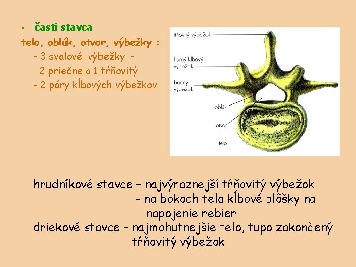 časti stavca telo, oblúk, otvor, výbežky : - 3 svalové výbežky 2 priečne a