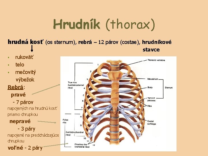 Hrudník (thorax) hrudná kosť (os sternum), rebrá – 12 párov (costae), hrudníkové stavce rukoväť