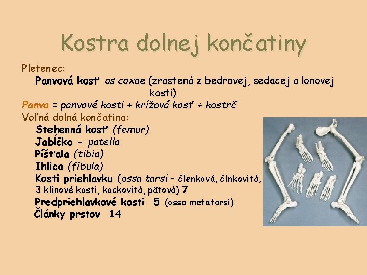 Kostra dolnej končatiny Pletenec: Panvová kosť os coxae (zrastená z bedrovej, sedacej a lonovej