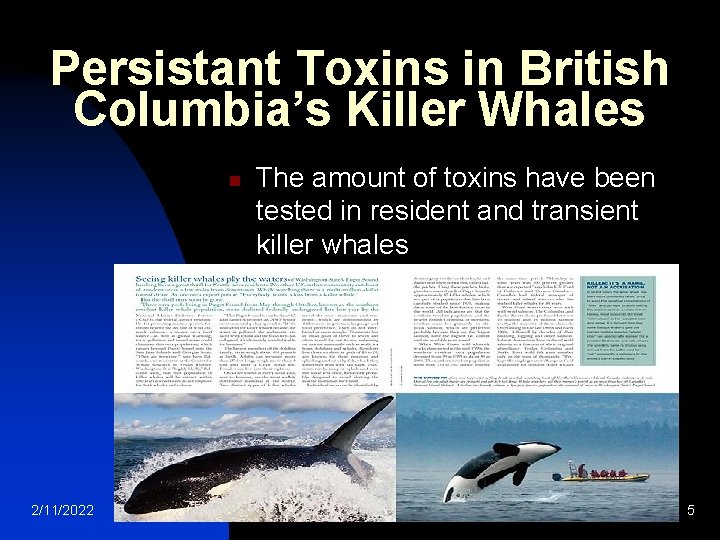 Persistant Toxins in British Columbia’s Killer Whales n 2/11/2022 The amount of toxins have