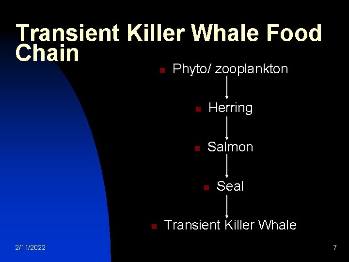 Transient Killer Whale Food Chain n Phyto/ zooplankton n Herring n Salmon n n