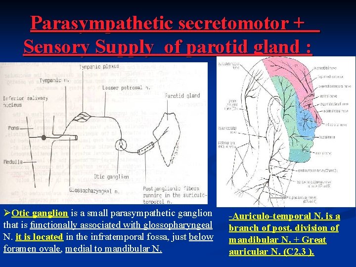 Parasympathetic secretomotor + Sensory Supply of parotid gland : ØOtic ganglion is a small Parasympathetic secretomotor + Sensory Supply of parotid gland : ØOtic ganglion is a small