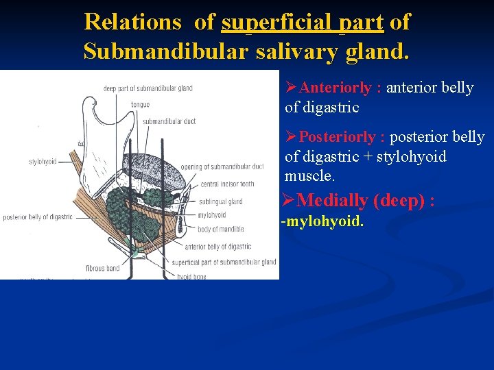 Relations of superficial part of Submandibular salivary gland. ØAnteriorly : anterior belly of digastric Relations of superficial part of Submandibular salivary gland. ØAnteriorly : anterior belly of digastric