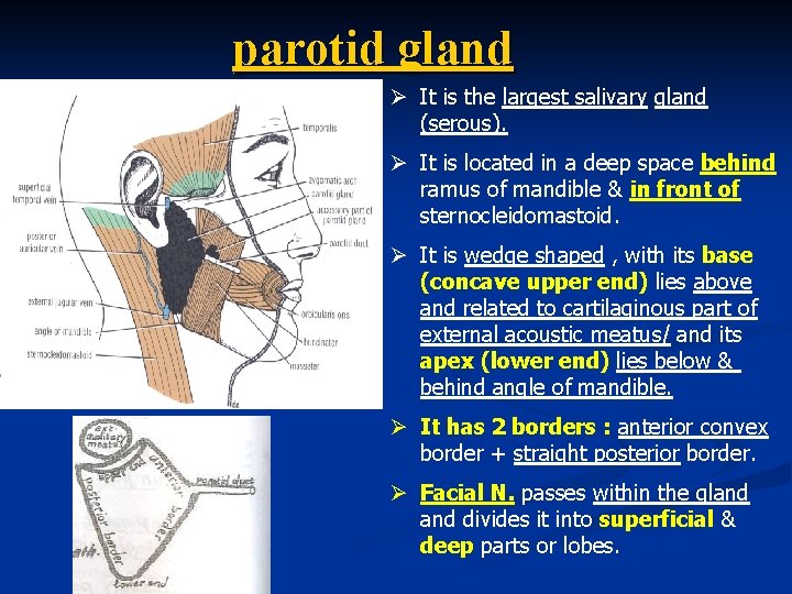 parotid gland Ø It is the largest salivary gland (serous). Ø It is located