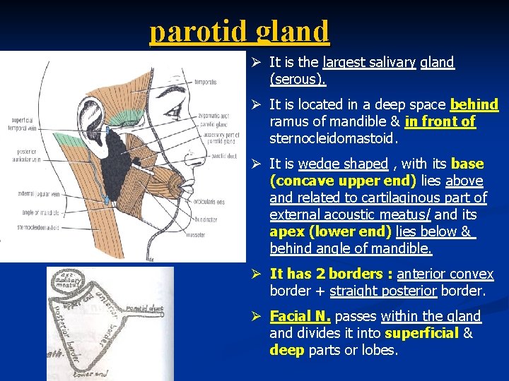 parotid gland Ø It is the largest salivary gland (serous). Ø It is located parotid gland Ø It is the largest salivary gland (serous). Ø It is located