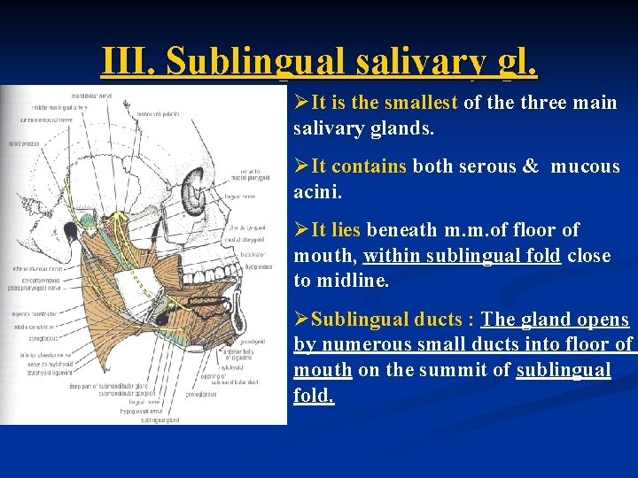 III. Sublingual salivary gl. ØIt is the smallest of the three main salivary glands. III. Sublingual salivary gl. ØIt is the smallest of the three main salivary glands.