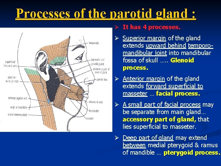 Processes of the parotid gland : Ø It has 4 processes. Ø Superior margin