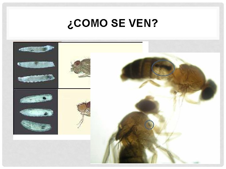 ¿COMO SE VEN? 