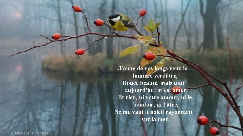 J'aime de vos longs yeux la lumière verdâtre, Douce beauté, mais tout aujourd'hui m'est