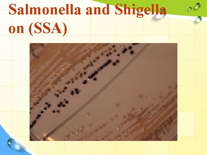 Salmonella and Shigella on (SSA) 