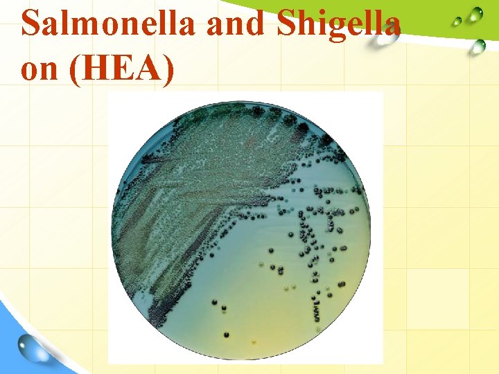 Salmonella and Shigella on (HEA) 