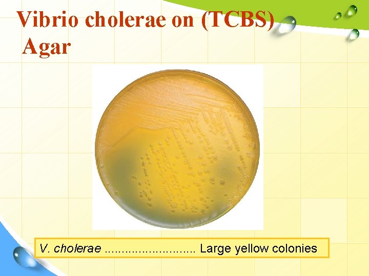 Vibrio cholerae on (TCBS) Agar V. cholerae. . . . Large yellow colonies 
