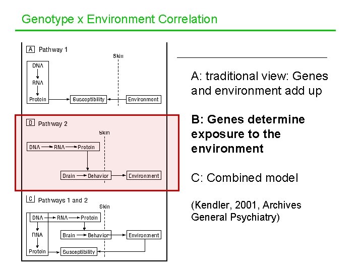 Genotype x Environment Correlation A: traditional view: Genes and environment add up B: Genes