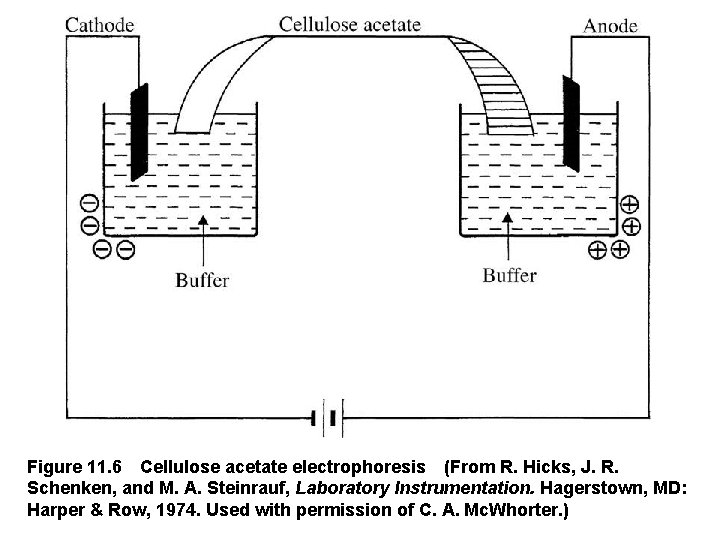 Figure 11. 6 Cellulose acetate electrophoresis (From R. Hicks, J. R. Schenken, and M.