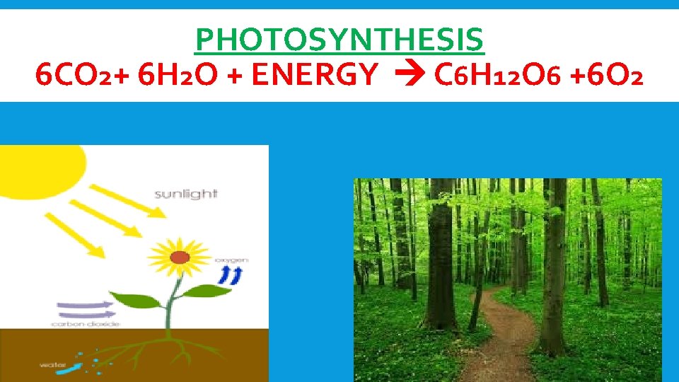 PHOTOSYNTHESIS 6 CO 2+ 6 H 2 O + ENERGY C 6 H 12