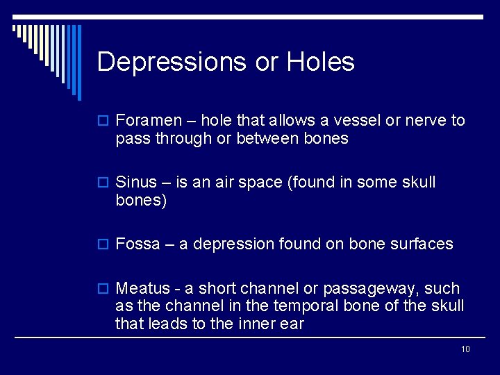 Depressions or Holes o Foramen – hole that allows a vessel or nerve to