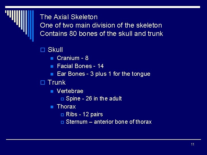 The Axial Skeleton One of two main division of the skeleton Contains 80 bones