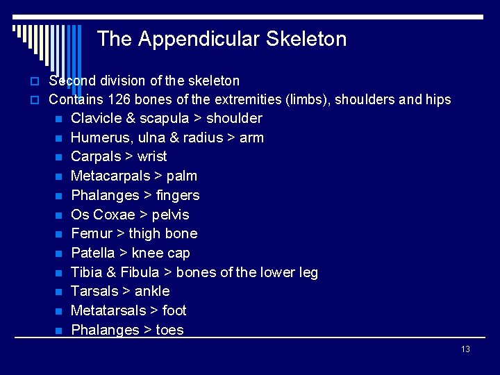 The Appendicular Skeleton o Second division of the skeleton o Contains 126 bones of