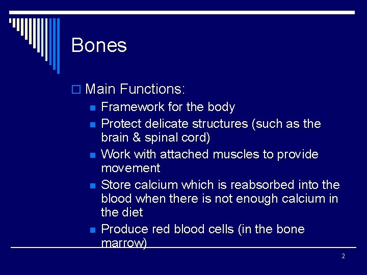 Bones o Main Functions: n Framework for the body n Protect delicate structures (such