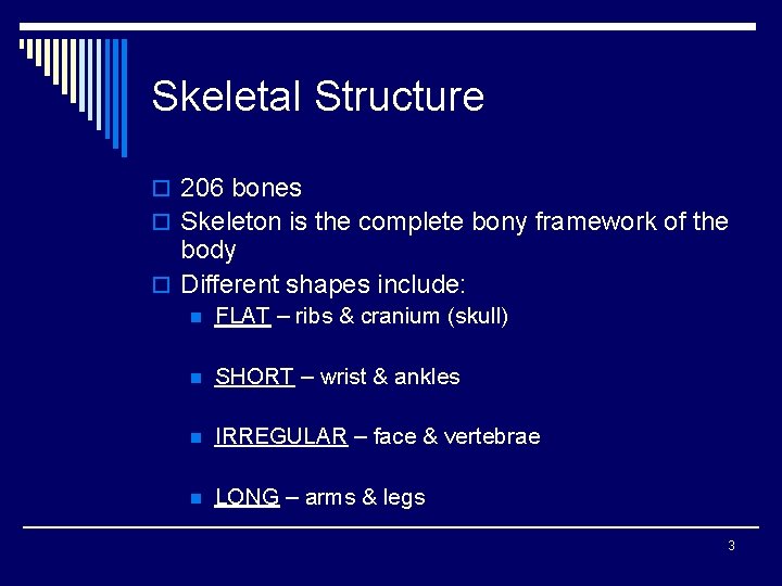 Skeletal Structure o 206 bones o Skeleton is the complete bony framework of the