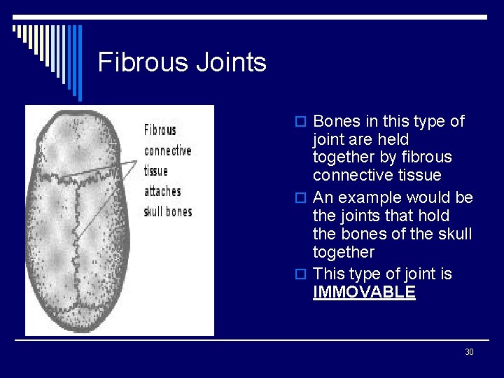 Fibrous Joints o Bones in this type of joint are held together by fibrous