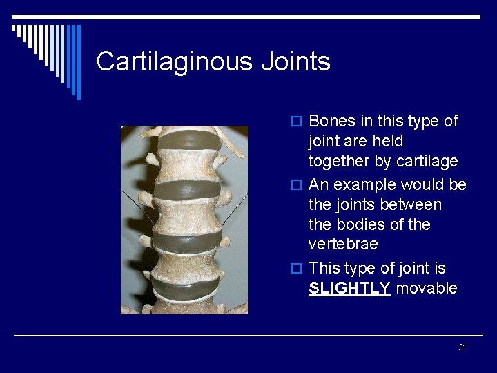 Cartilaginous Joints o Bones in this type of joint are held together by cartilage