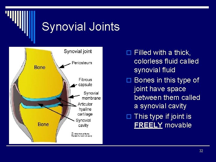 Synovial Joints o Filled with a thick, colorless fluid called synovial fluid o Bones