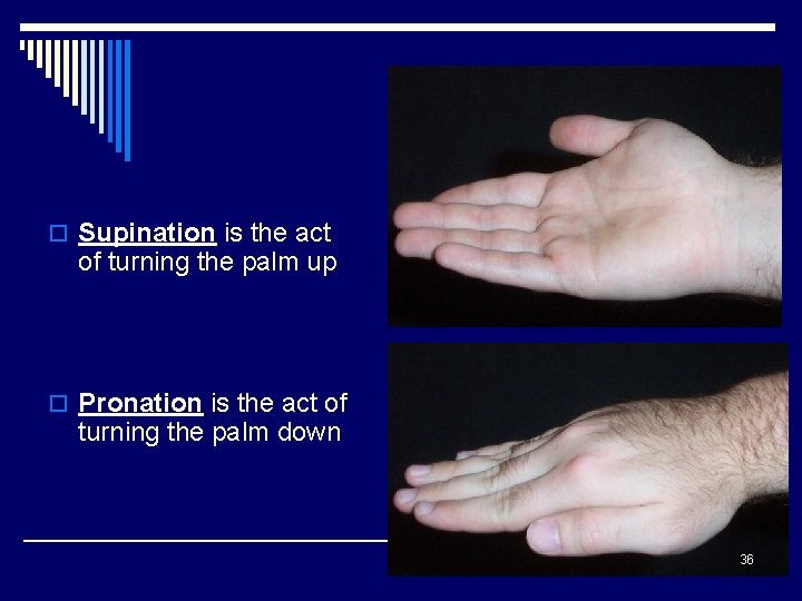 o Supination is the act of turning the palm up o Pronation is the