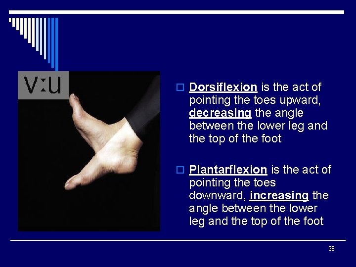 o Dorsiflexion is the act of pointing the toes upward, decreasing the angle between